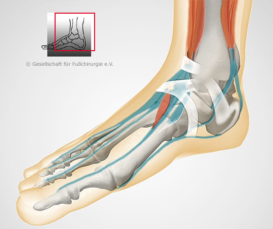 Fussanatomie Gesellschaft Fur Fuss Und Sprunggelenkchirurgie E V